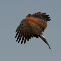 Zoo Koeln_2011-04-24_54