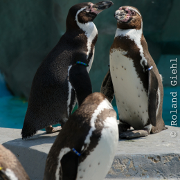 Zoo Koeln_2011-04-24_69