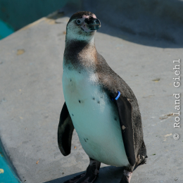 Zoo Koeln_2011-04-24_62