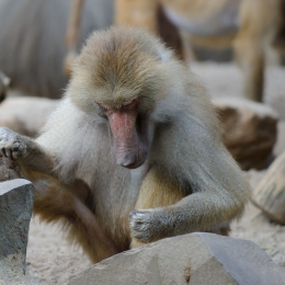 Zoo Koeln_2011-04-24_82