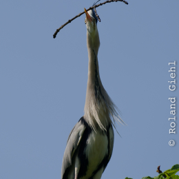 Zoo Koeln_2011-04-24_27