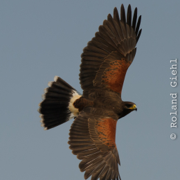 Zoo Koeln_2011-04-24_56