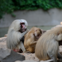 Zoo Koeln_2011-04-24_76