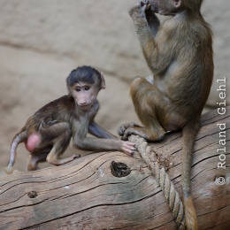 Zoo Koeln_2011-04-24_85