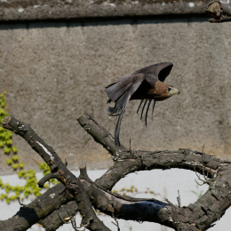 Zoo Koeln_2011-04-24_48