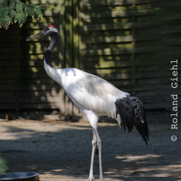 Zoo Koeln_2011-04-24_01