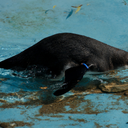 Zoo Koeln_2011-04-24_65