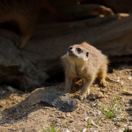 Zoo Koeln_2011-04-24_86