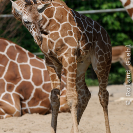 Zoo Koeln_2011-04-24_29