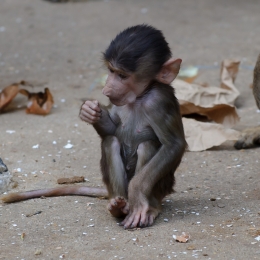 Zoo Koeln_2011-04-24_84