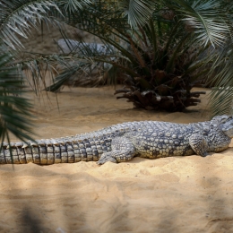 Zoo Koeln_2011-04-24_13