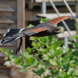Zoo Koeln_2011-04-24_51