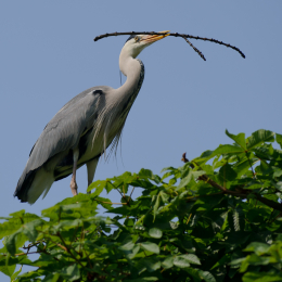Zoo Koeln_2011-04-24_26