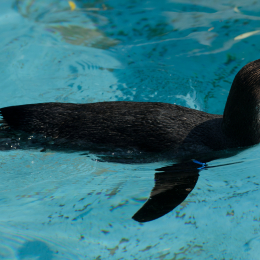 Zoo Koeln_2011-04-24_67