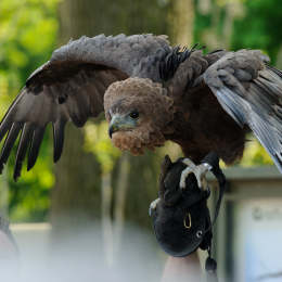 Zoo Koeln_2011-04-24_44