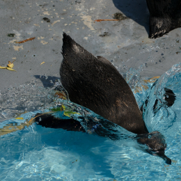 Zoo Koeln_2011-04-24_72