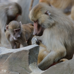 Zoo Koeln_2011-04-24_80