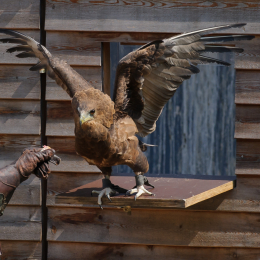 Zoo Koeln_2011-04-24_39