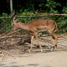 Zoo Koeln_2011-04-24_30
