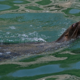 Zoo Koeln_2011-04-24_73
