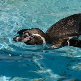 Zoo Koeln_2011-04-24_70