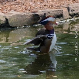 Zoo Koeln_2011-04-24_22