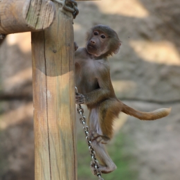 Zoo Koeln_2011-04-24_78