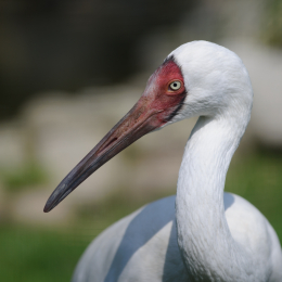 Zoo Koeln_2011-04-24_37