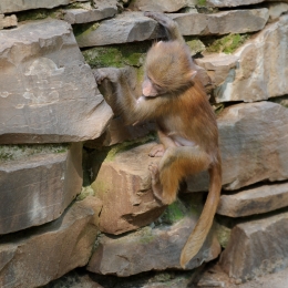 Zoo Koeln_2011-04-24_77