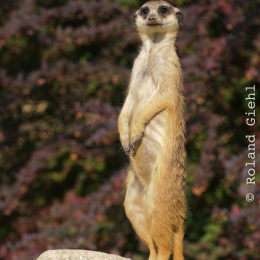 Zoo Köln April 2011
