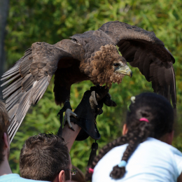 Zoo Koeln_2011-04-24_47