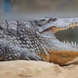 Zoo Koeln_2011-04-24_15