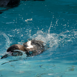 Zoo Koeln_2011-04-24_68