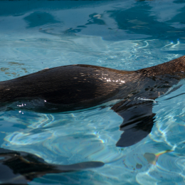 Zoo Koeln_2011-04-24_64