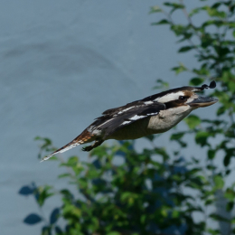 Zoo Koeln_2011-04-24_58