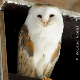 Zoo Koeln_2011-04-24_33
