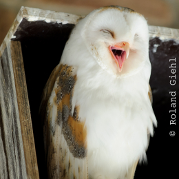 Zoo Koeln_2011-04-24_34
