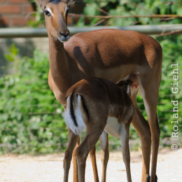 Zoo Koeln_2011-04-24_31