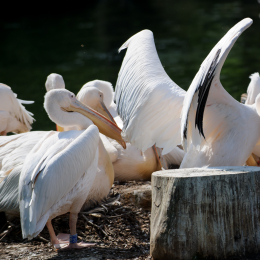 Zoo Koeln_2011-04-24_25