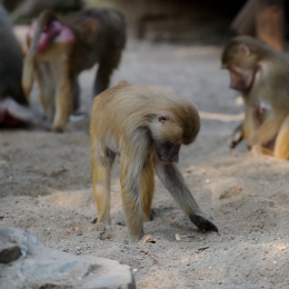 Zoo Koeln_2011-04-24_81