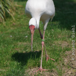 Zoo Koeln_2011-04-24_35