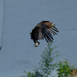 Zoo Koeln_2011-04-24_50