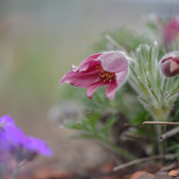Zoo_Karlsruhe_20120408-030