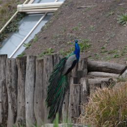 Zoo_Karlsruhe_20120408-001
