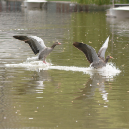 Zoo_Karlsruhe_20120408-042