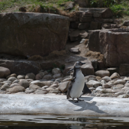 Zoo_Karlsruhe_20120408-010