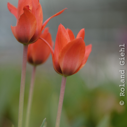 Zoo_Karlsruhe_20120408-028