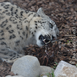 Zoo_Karlsruhe_20120408-017