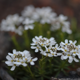 Zoo_Karlsruhe_20120408-032