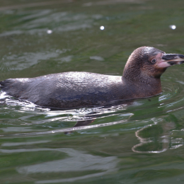 Zoo_Karlsruhe_20120408-012